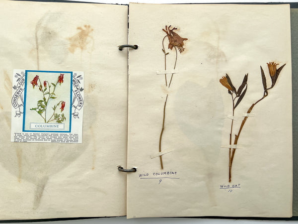 Specimens for Botany Merit Badge 1936 Boy Scout herbarium binder