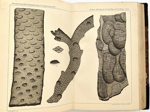 Atlas to the Coal Flora of Pennsylvania, and of the Carboniferous Formation throughout the United States (plates volume/commonplace book)