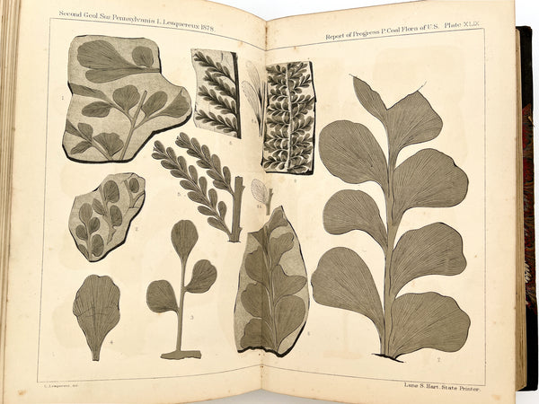 Atlas to the Coal Flora of Pennsylvania, and of the Carboniferous Formation throughout the United States (plates volume/commonplace book)