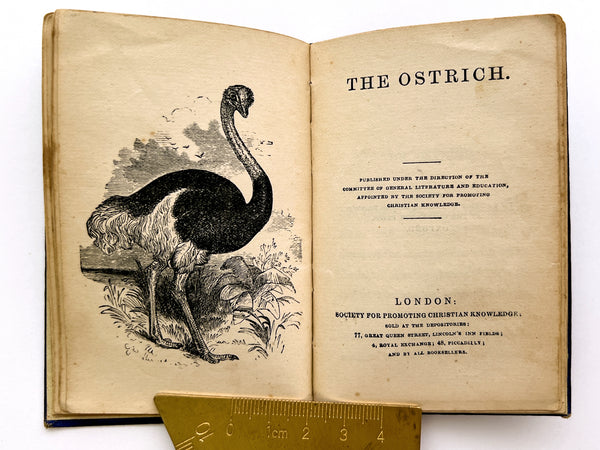 Birds in the Woods and Other Stories (The Birds in the Wood, The Peacock and the Cock, The Ostrich, The Stork)