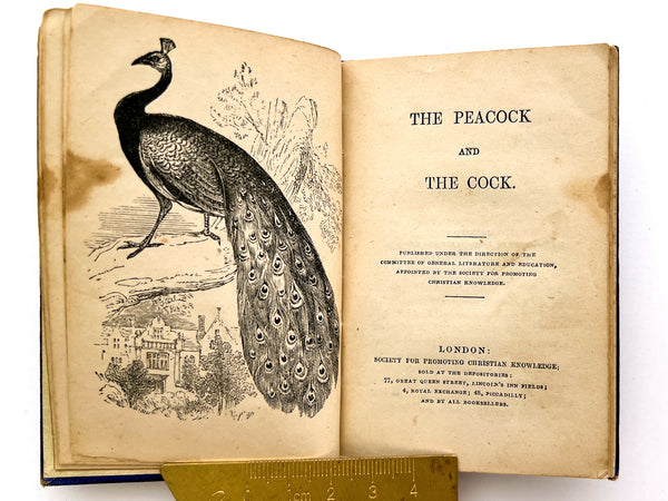 Birds in the Woods and Other Stories (The Birds in the Wood, The Peacock and the Cock, The Ostrich, The Stork)