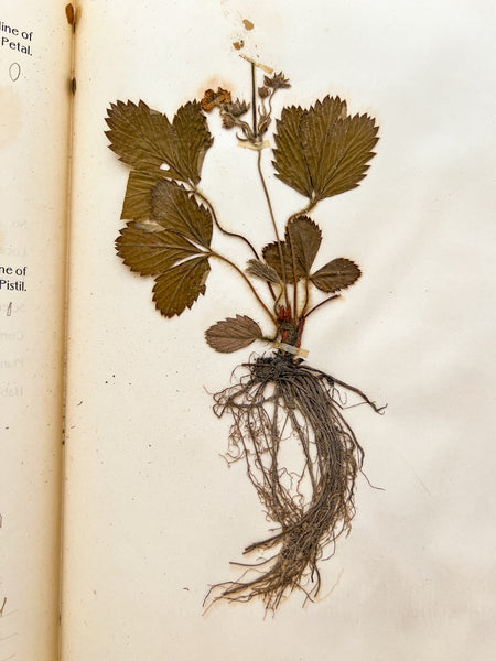 New Herbarium and Plant Analysis (with drawings)