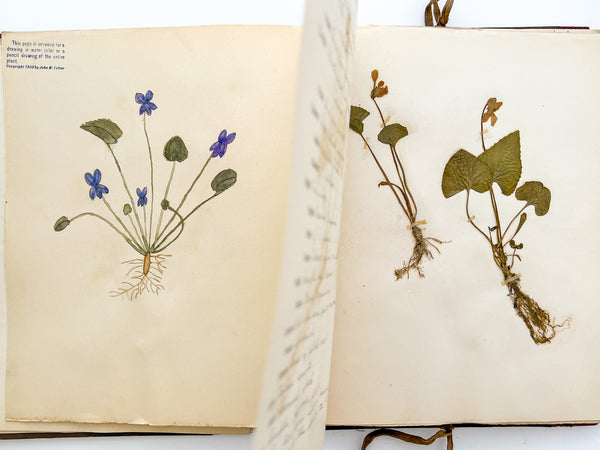 New Herbarium and Plant Analysis (with drawings)