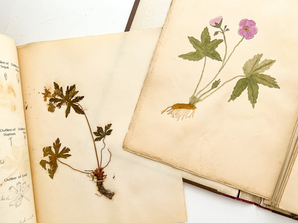 New Herbarium and Plant Analysis (with drawings)