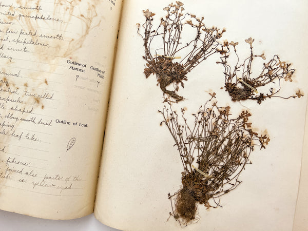 New Herbarium and Plant Analysis (with drawings)