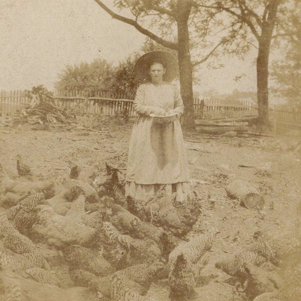 Two cabinet photographs of domestic scenes with farm animals