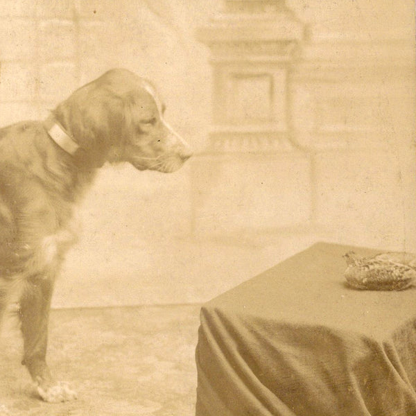 Photograph of a dog staring at a pigeon (occupational dog portrait, cabinet card photograph)