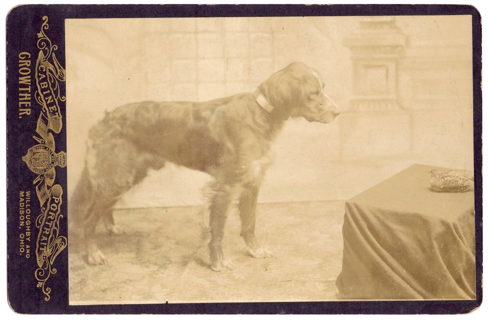 Photograph of a dog staring at a pigeon (occupational dog portrait, cabinet card photograph)