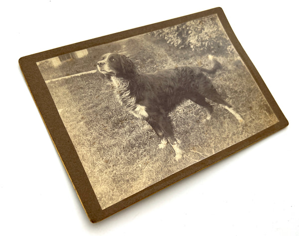 Photograph of a Good Boy / Girl [Dog] (cabinet card)