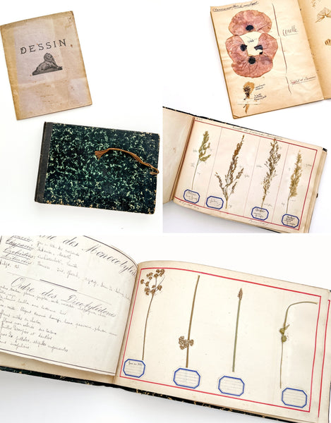 Cahier de Botanique [album + notebook of specimens, 1901]