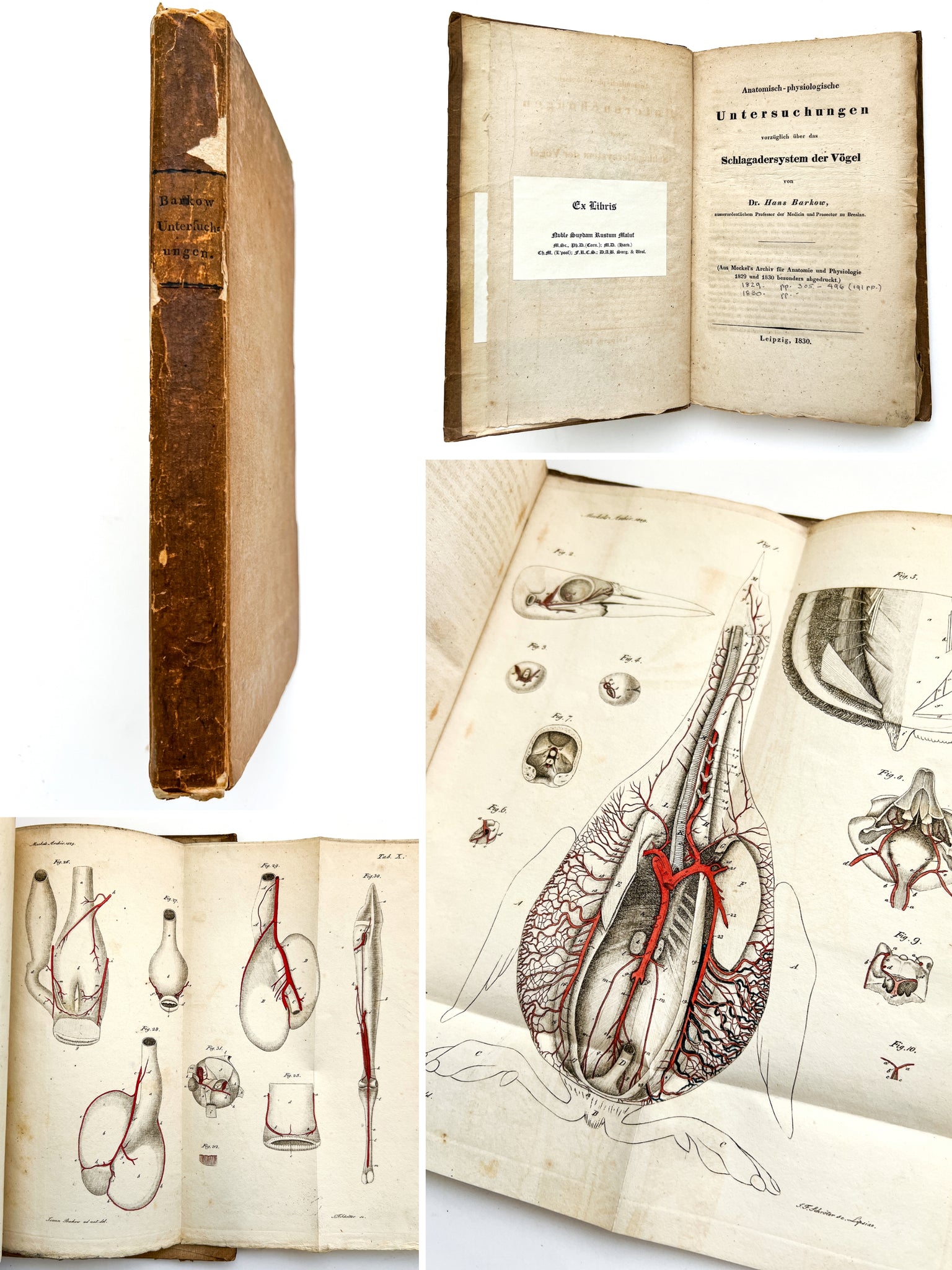 Anatomisch-physiologische Untersuchungen vorzüglich über das Schlagadersystem der Vögel