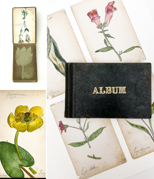 1877 album of 40 botanical watercolors