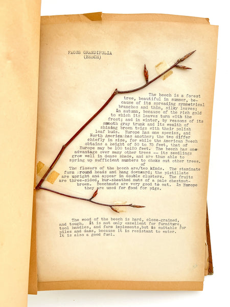 “Biology Bud Collection” typescript twig specimen album