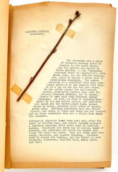 “Biology Bud Collection” typescript twig specimen album