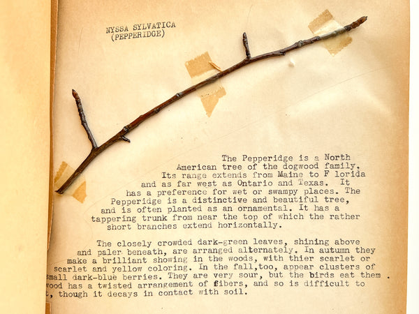 “Biology Bud Collection” typescript twig specimen album