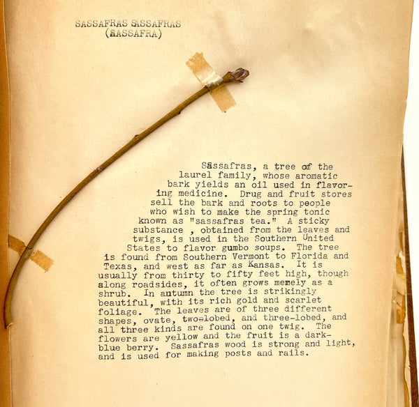 “Biology Bud Collection” typescript twig specimen album