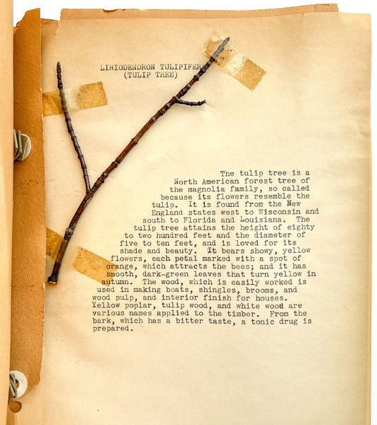 “Biology Bud Collection” typescript twig specimen album