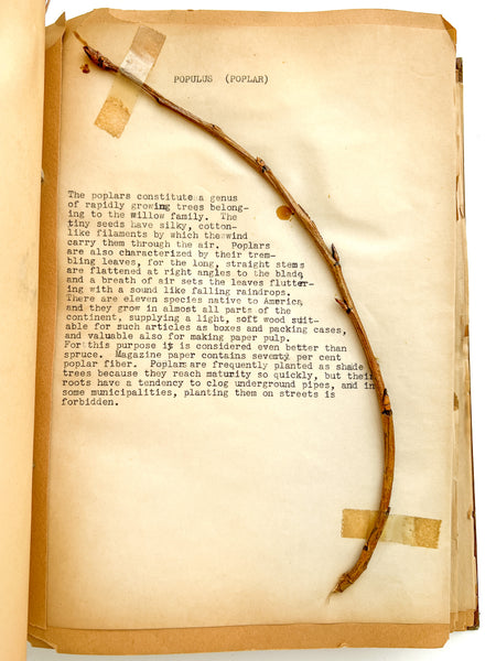 “Biology Bud Collection” typescript twig specimen album