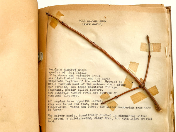 “Biology Bud Collection” typescript twig specimen album