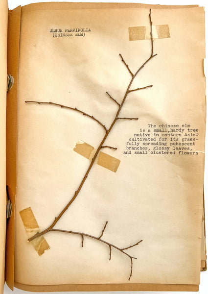 “Biology Bud Collection” typescript twig specimen album