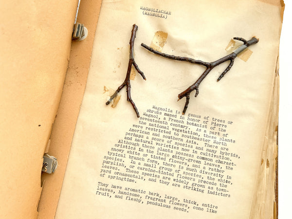 “Biology Bud Collection” typescript twig specimen album