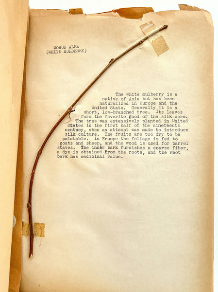 “Biology Bud Collection” typescript twig specimen album