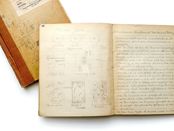 Young woman's c.1936 college biology notebooks with unusually broad scope, including lessons in Eugenics, Patent Medicine, Epidemics, Anatomy, Zoology, Nutrition, &c.