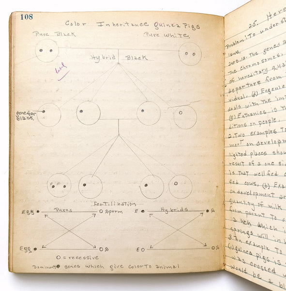 Young woman's c.1936 college biology notebooks with unusually broad scope, including lessons in Eugenics, Patent Medicine, Epidemics, Anatomy, Zoology, Nutrition, &c.