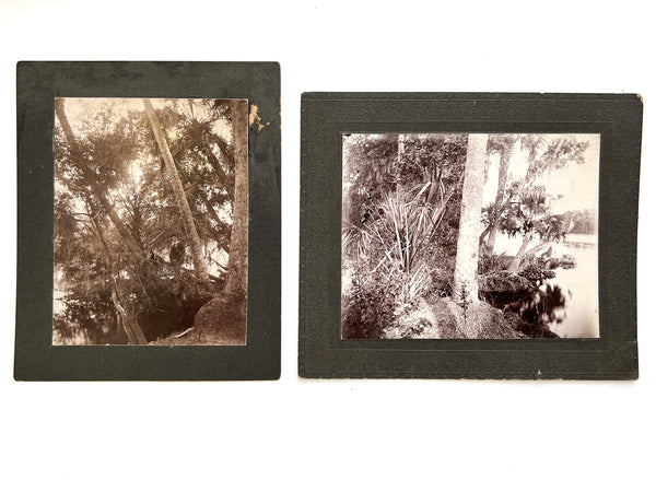 Two photographs of men hiding in foliage, ca. 1890-1910