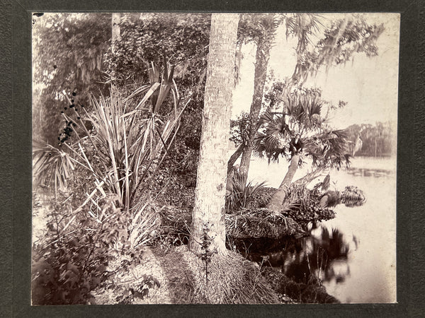 Two photographs of men hiding in foliage, ca. 1890-1910