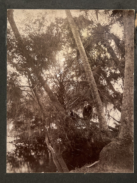 Two photographs of men hiding in foliage, ca. 1890-1910