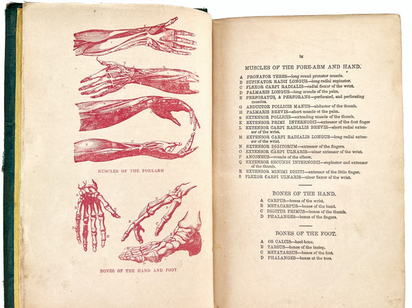 The Hydropathic Encyclopedia: A System of Hydropathy and Hygiene in Eight Parts (2 volumes in 1, complete)