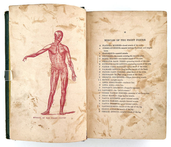 The Hydropathic Encyclopedia: A System of Hydropathy and Hygiene in Eight Parts (2 volumes in 1, complete)