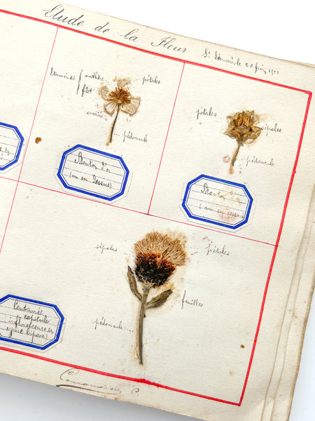 Cahier de Botanique [album + notebook of specimens, 1901]
