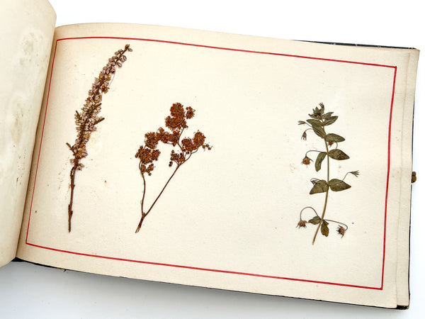 Cahier de Botanique [album + notebook of specimens, 1901]