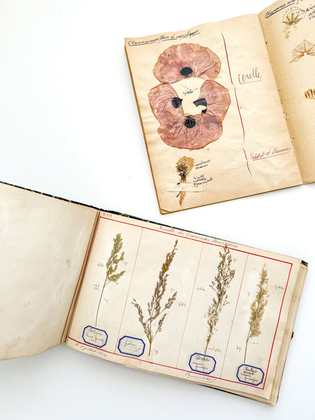 Cahier de Botanique [album + notebook of specimens, 1901]