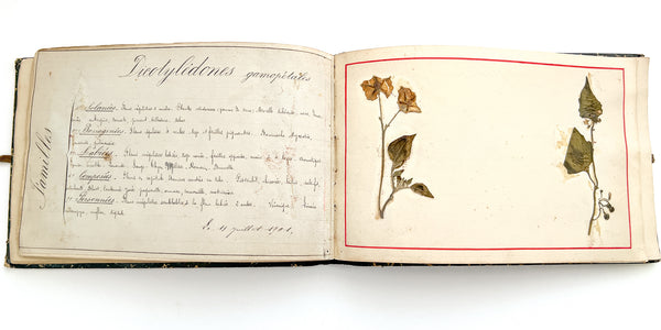 Cahier de Botanique [album + notebook of specimens, 1901]