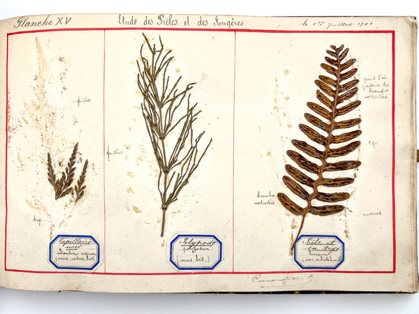 Cahier de Botanique [album + notebook of specimens, 1901]