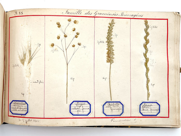 Cahier de Botanique [album + notebook of specimens, 1901]