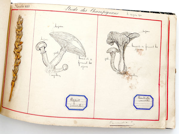 Cahier de Botanique [album + notebook of specimens, 1901]