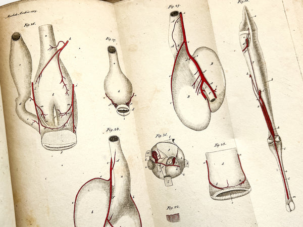 Anatomisch-physiologische Untersuchungen vorzüglich über das Schlagadersystem der Vögel