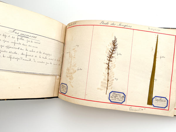 Cahier de Botanique [album + notebook of specimens, 1901]