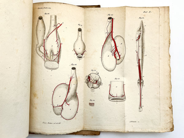 Anatomisch-physiologische Untersuchungen vorzüglich über das Schlagadersystem der Vögel