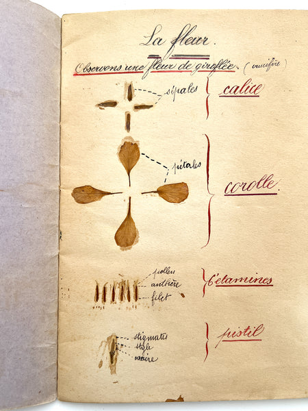 Cahier de Botanique [album + notebook of specimens, 1901]