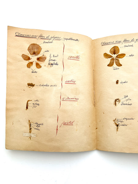 Cahier de Botanique [album + notebook of specimens, 1901]