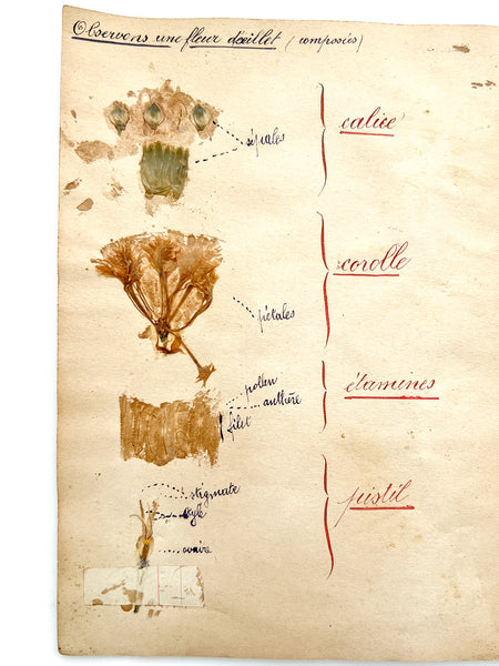 Cahier de Botanique [album + notebook of specimens, 1901]