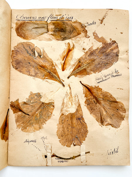 Cahier de Botanique [album + notebook of specimens, 1901]