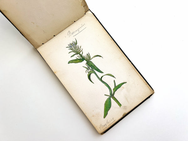 1877 album of 40 botanical watercolors