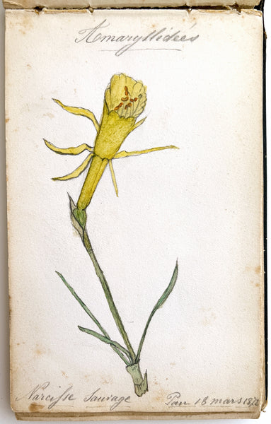 1877 album of 40 botanical watercolors