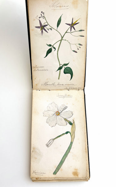 1877 album of 40 botanical watercolors